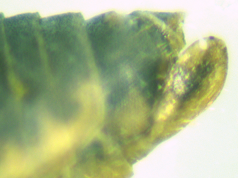 Anaceratagallia ribauti